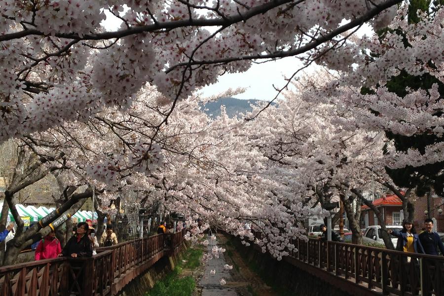 【鎮海賞櫻】升等一晚五星 嬉春釜慶~賞櫻勝地、余佐川羅曼史、甘川洞彩繪村、 皇帝一隻雞海鮮鍋美食五日