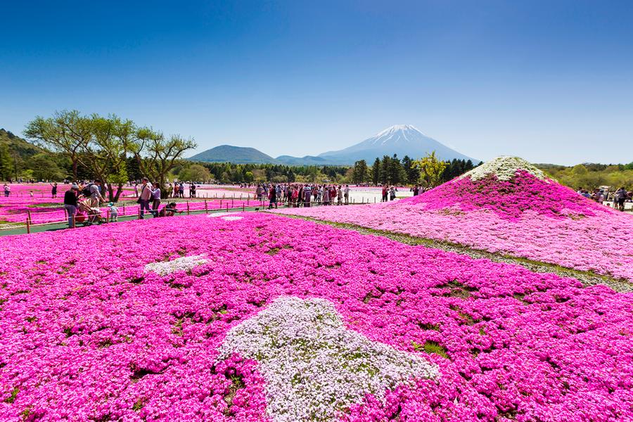 ★立山雪壁★紫藤花季.兼六園.富士芝櫻.歐風輕井澤.合掌村.古街美食.
