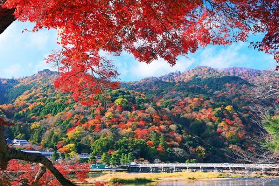 ★楓漾三都★大阪姬路城淡路安藤忠雄宇治京都嵐山5日