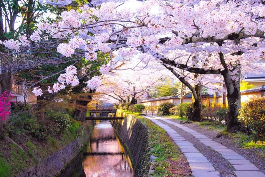 ★櫻花情人★關西大阪奈良京都和服體驗賞櫻精選5日