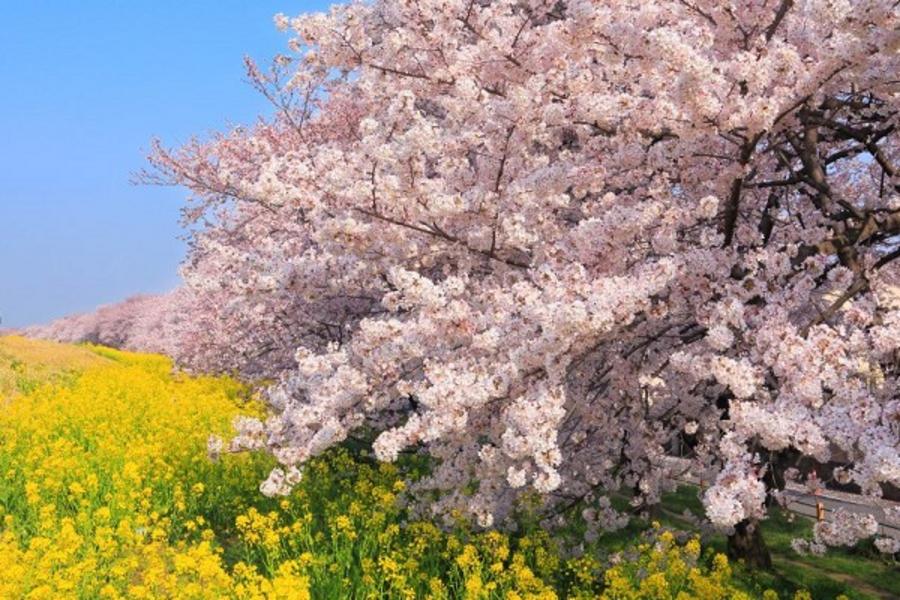 ★戀花小江戶★熊谷櫻.白鳥船.御苑櫻.合掌造.鐵道電車.萌木之村.輕井澤溫泉五日遊