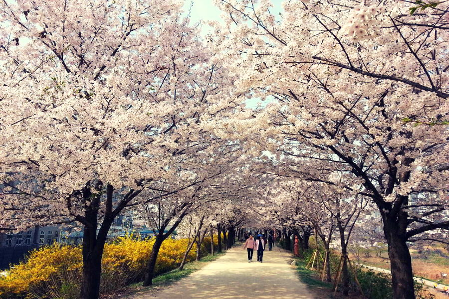 【2晚明洞】韓國炸雞DIY體驗、觀景小火車、星空庭園、不進人蔘保肝5日