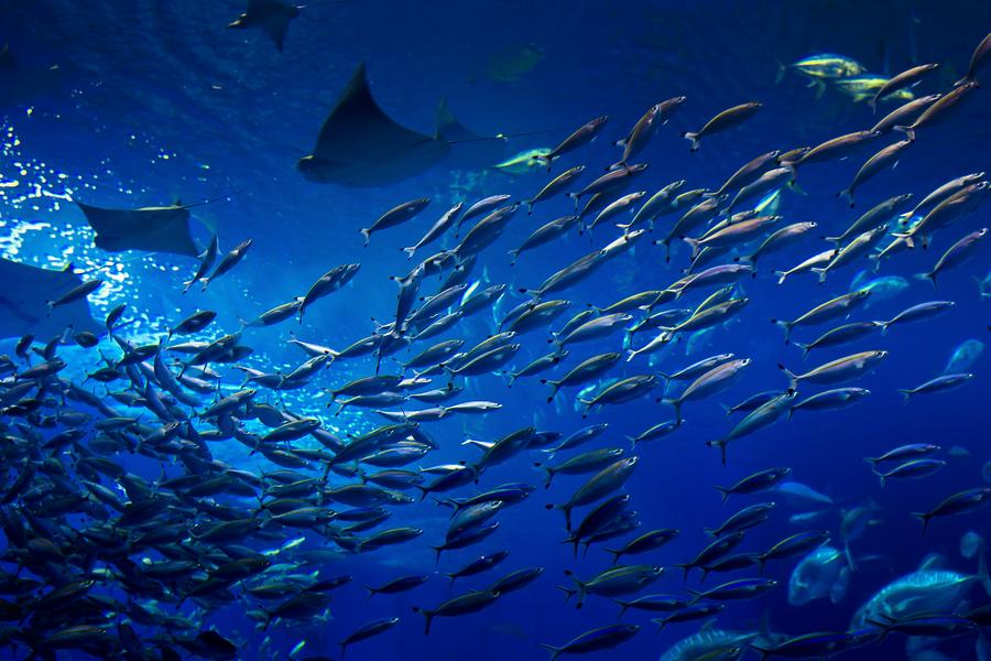 【花漾沖繩】永旺夢樂城、GALA海鹽館、琉球風體驗王國村、暢遊水族館 超值四日 ( 華航 早去晚回 )