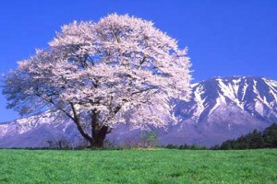 【東北櫻花雪舞】銀色雪廊、奧入瀨溪、春季採草莓、溫泉美人湯5日