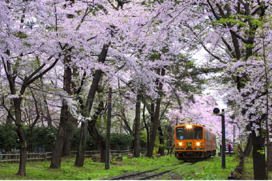 【東北舞櫻奏鳴曲】弘前櫻吹雪、銀色雪廊、櫻之蘆野公園、青函列車5日