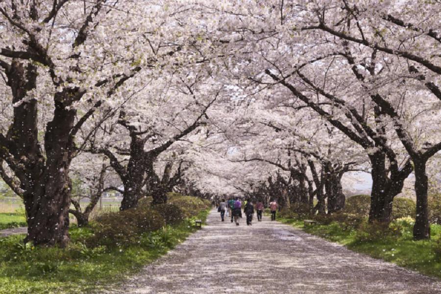 【東北賞櫻名所】秋田小火車、酒藏小酌、金色堂松島船說5日