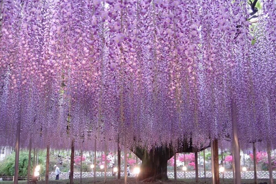 ★微笑東京★紫藤花富士芝櫻季萌木之村採果樂 白糸瀑布輕井澤單車溫泉5日