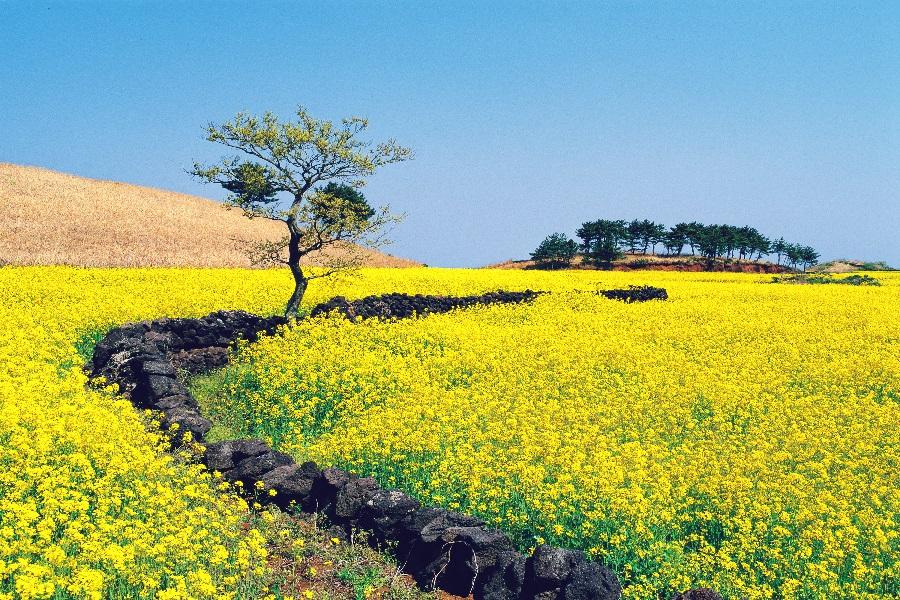 玩翻濟州~極速快艇、神話主題樂園、鐵軌自行車、月汀里橡皮艇體驗5日