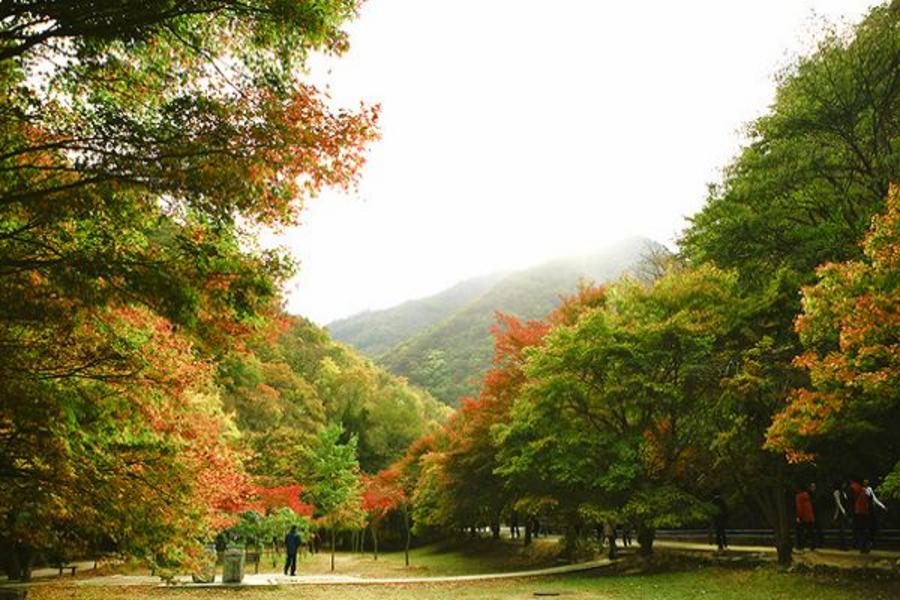 『賞楓』楓遊韓國【二大賞楓名所+全程五花+不走人蔘保肝】~內藏山、馬耳山+紅蔘SPA、全州韓屋村+穿韓服逛韓屋、德壽宮、南山公園(單程登山纜車)、塗鴉秀、明洞5日-BR