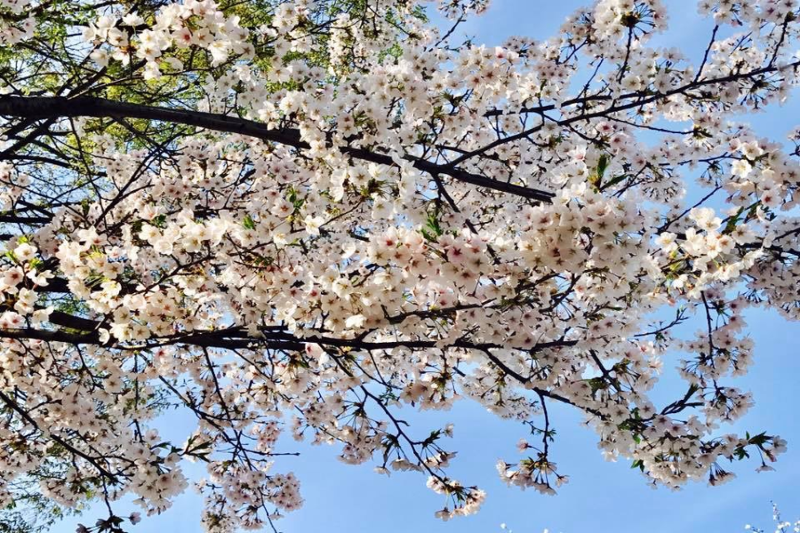 【升等2晚明洞】首爾7017、冰雪樂園、龍山汗蒸幕、景福宮5日