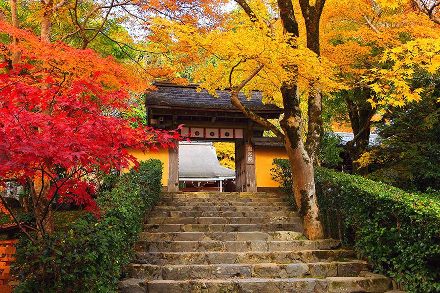 【關西楓光】京都嵐山嵯峨野三千院清水寺永觀堂大阪5日