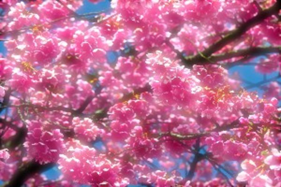 北海道超值版*浪漫春櫻.札幌趴趴走螃蟹放題春曉5日(千歲、千歲)