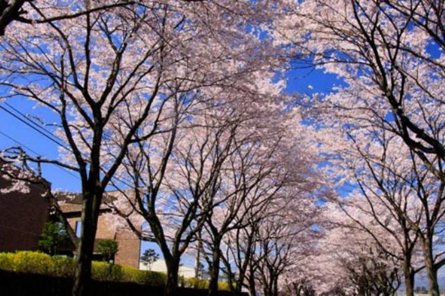 ★東仙櫻情★世界遺產.百選賞櫻.日本三景.登晴空塔.東京仙台五日