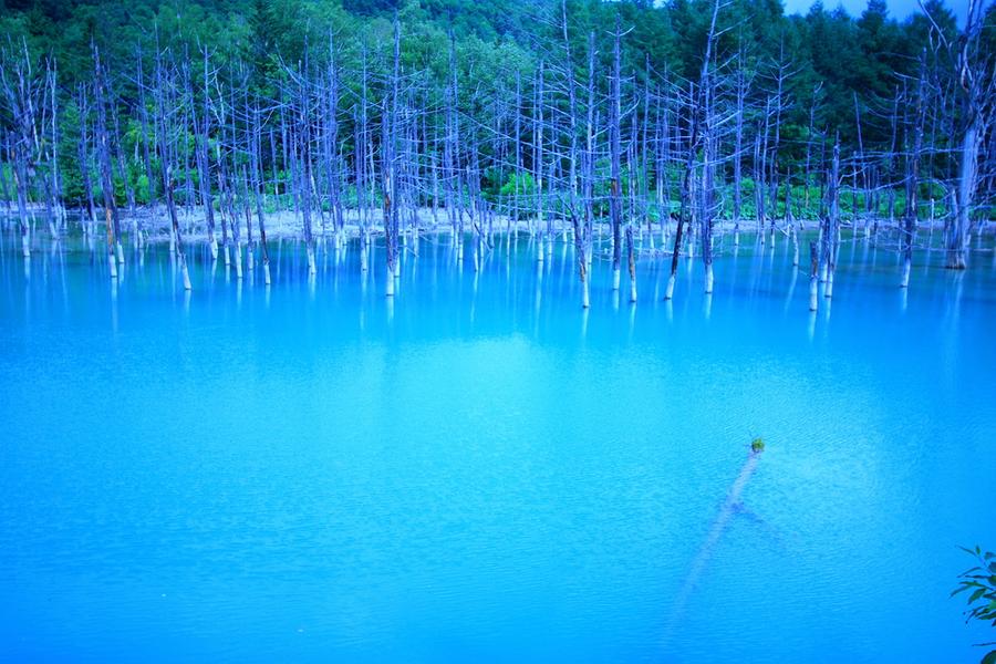 【北海道藍色狂享】青池.大雪森之庭院.冰的美術館.LeTAO下午茶5日