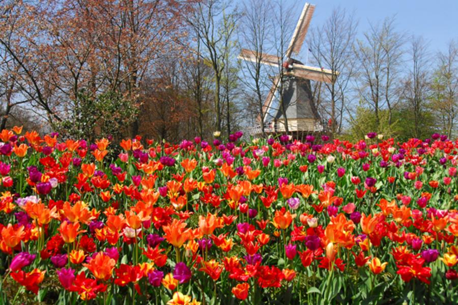 魅力歐洲!法比荷~鬱金香花園、雙宮四遊船、米其林推薦餐廳11日