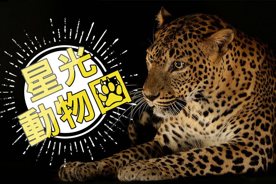 星光動物園~夜間動物園+環球影城+時光之翼水舞秀+金沙娛樂城新加坡四日