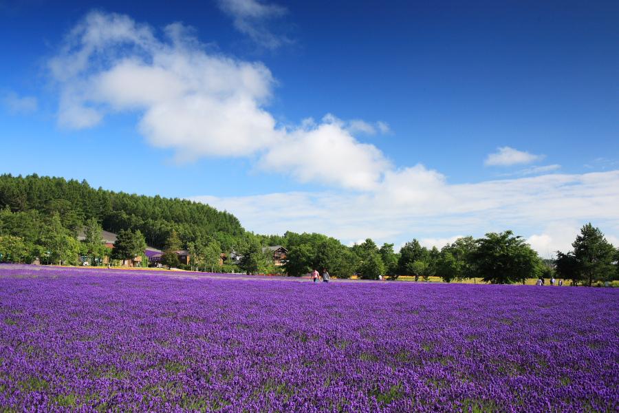 北海道夏日組曲~戀愛薰衣草.歐風富良野 夢幻秘境~青池.美瑛之丘.旭山動物園.冰的美術館.小樽運河五日遊