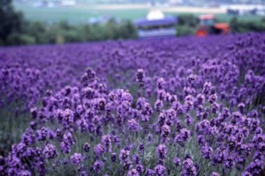青森北海道二重奏~紫薰富良野*夏綠奧入瀨森稻田繪.銀色渡輪新青函列車5日(函館、千歲)