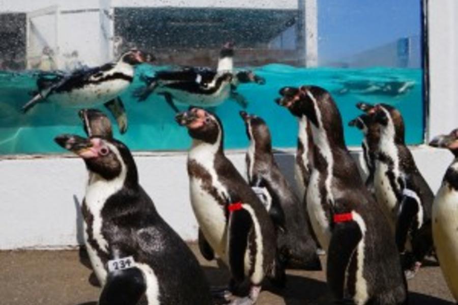 *札幌趴趴走*神仙沼探勝‧不可思議小樽水族館.甜蜜果園5日(千歲千歲)
