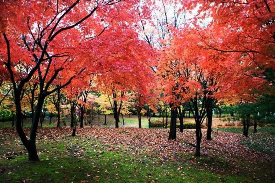 第二人省2000【升等2晚五星】楓紅內藏山~韓國熊之森公園.地中海小希臘村.韓服遊韓屋.汗蒸幕.7017空中花園五日