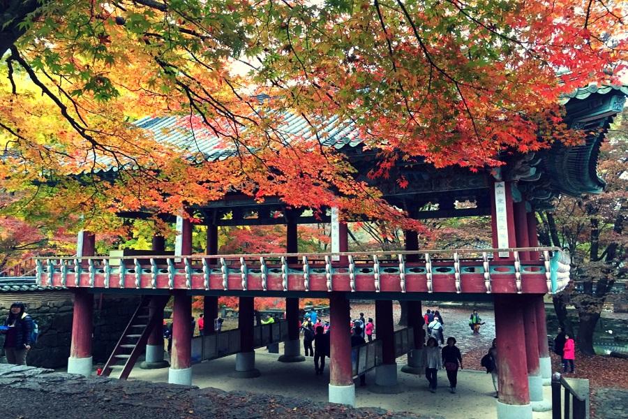 楓紅內藏山~韓國熊之森公園、小希臘村、韓服遊韓屋、汗蒸幕 、景福宮5日
