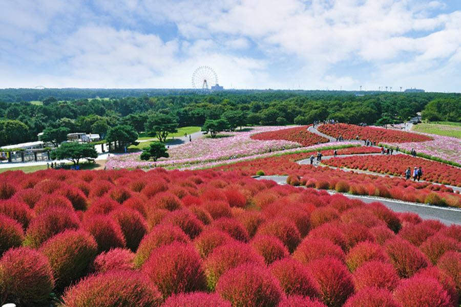 【秋紅小東北】那須紅葉纜車、袋田瀑布、掃帚草、日光秋紅賞5日