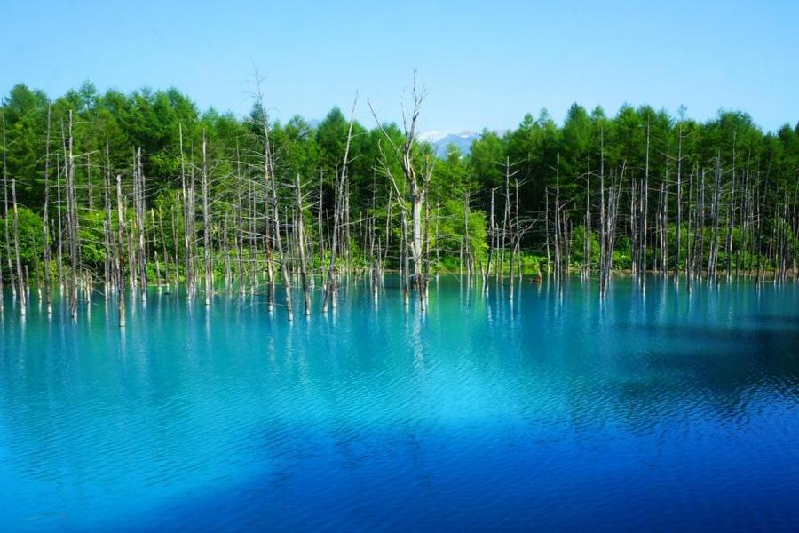 北海道夏日組曲~戀愛薰衣草.歐風富良野. 夢幻秘境~青池.美瑛之丘.冰的美術館.旭川動物園.享樂採鮮果. 小樽運河五日遊
