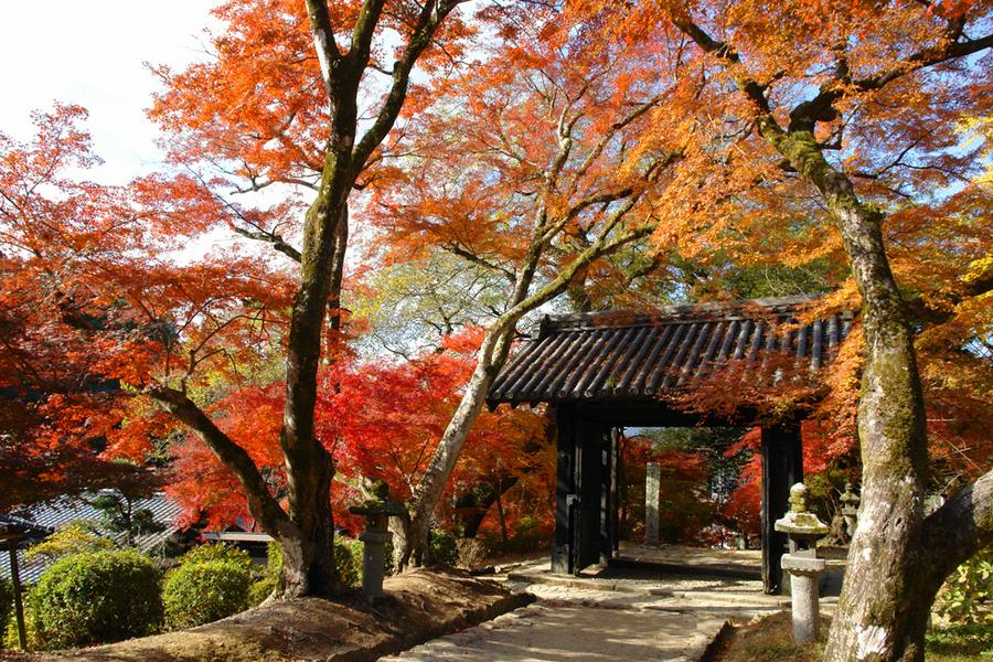 ★九州楓情畫5日★『耶馬溪‧御船山‧秋月城跡‧鶴見岳』 柳川遊船.水前寺楓紅.賞楓秘境大興善寺.九醉溪.浪漫湯布院秋光秋色