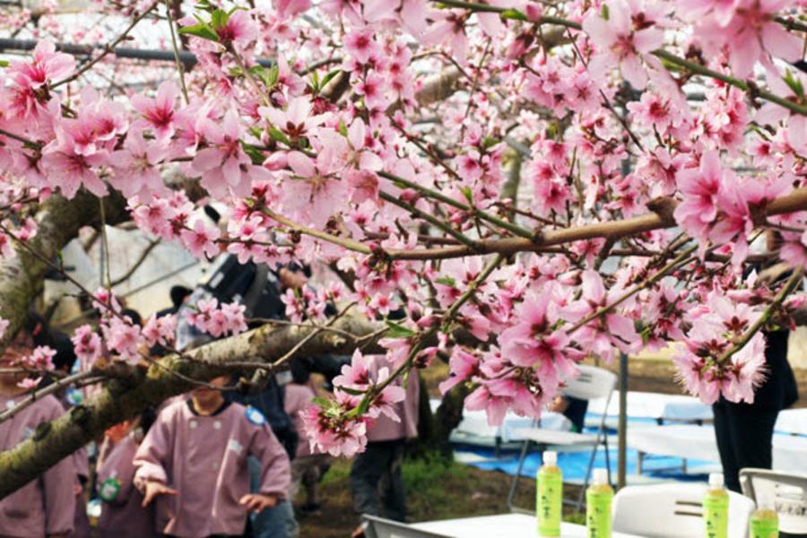 愛上賞桃花★笛吹桃花宴.凱蒂貓樂園.箱根.迪士尼.東京5日