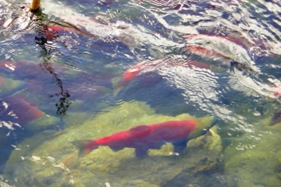 加拿大落磯山脈 鮭魚迴游 雙堡 豐富十日之旅