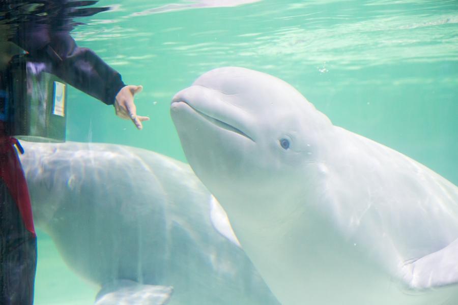 【只走彩妝土產】愛戀韓國~樂天+水族館、南怡島、小法國村、塗鴉秀5日