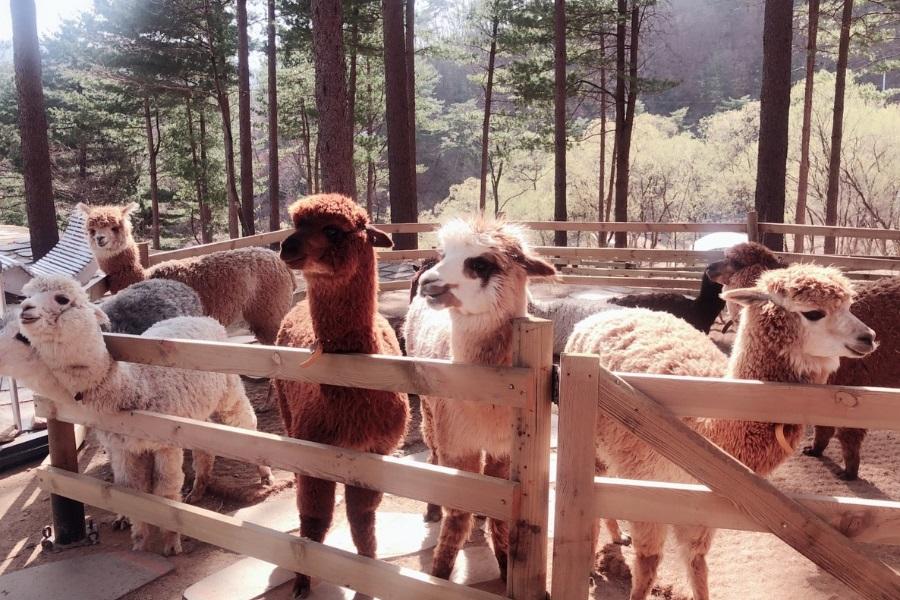 韓國五星鉑爾曼~可愛羊駝樂園、繡球花季、VR體驗、南怡島5日(早晚