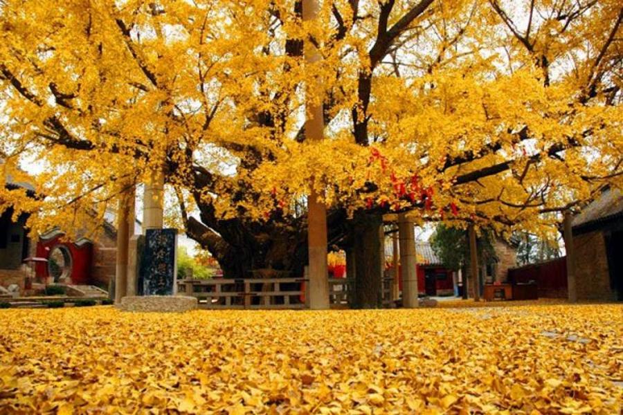 【楓光登場】秋色山東、黃河口紅海灘、千年銀杏樹、濟南紅葉谷八日【升等三晚國際五星酒店】