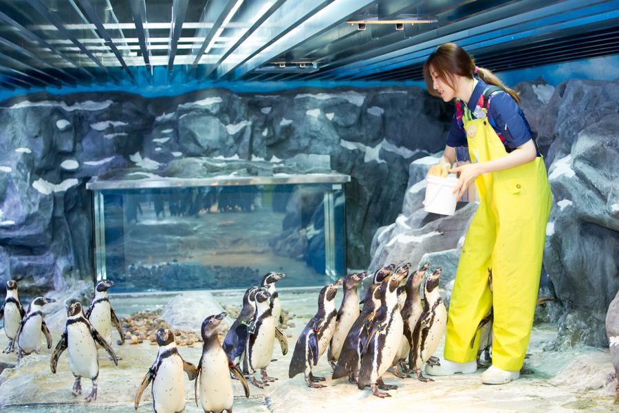 【只走彩妝土產】愛戀韓國~樂天+水族館、南怡島、小法國村、塗鴉秀5日