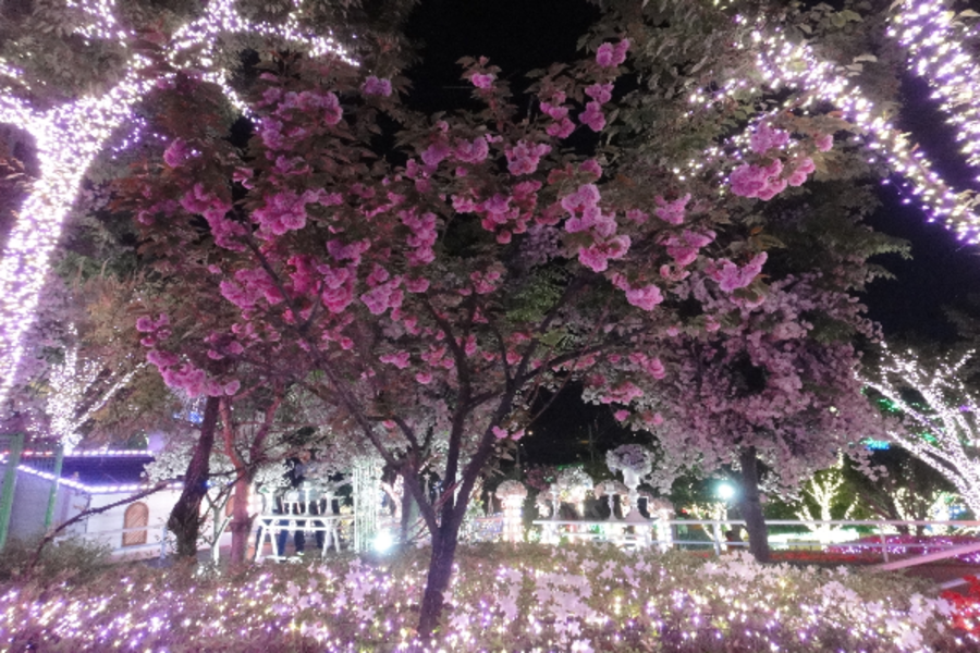 【升等明洞LOISIR飯店】秋の戀 愛寶樂園.普羅旺斯.繽紛星光村.汗蒸幕.珍珠雞海鮮聚寶盆4日【清洲包機】