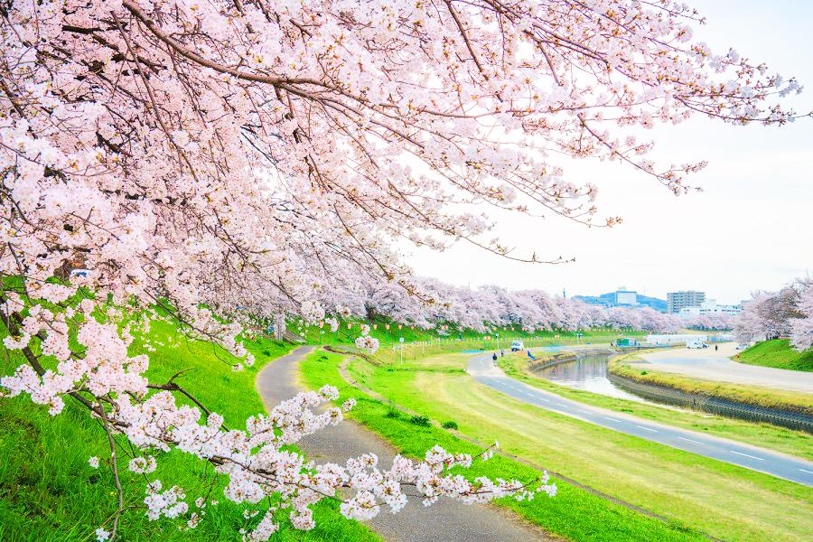 ★櫻趣四國★大阪城岡山採果淡路島四國高松姬路城五日