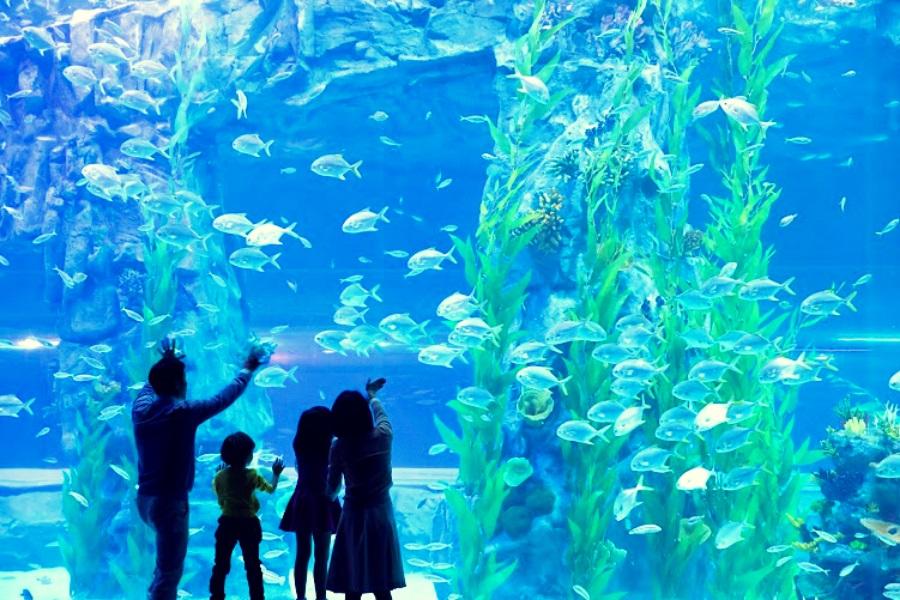 【中秋好禮4重送】跑跑人體驗館、樂天世界、水族館、 汗蒸幕、明洞4日