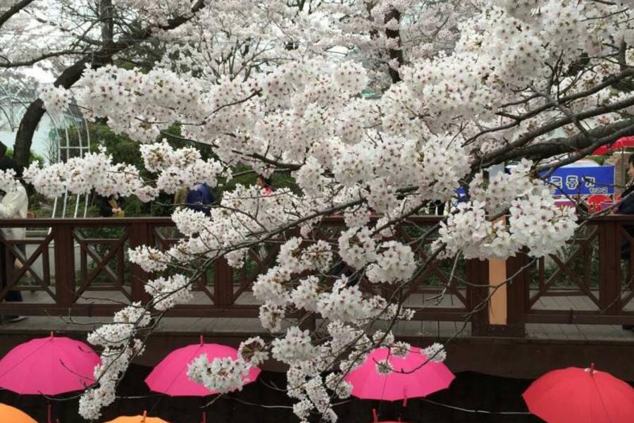 《鎮海賞櫻》 賞櫻勝地~泰迪熊.彩繪村.40階梯主題街.釜山塔.時尚購物4日【7C=早晚】