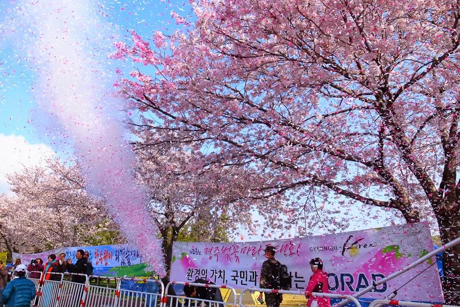 【主題旅遊】2018慶州櫻花馬拉松大會、汗蒸幕、鎮海賞櫻五日