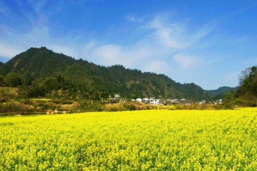 花樣黄山、篁嶺梯田油菜花五日 【山上二晚、三排椅.車上wifi】