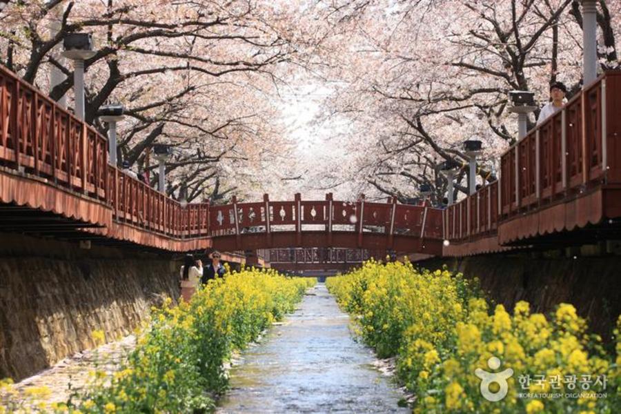 花現釜慶櫻姿風采~鎮海賞櫻、佛國寺、穿韓服遊韓屋、龍蝦鮑魚海鮮寶盒5日
