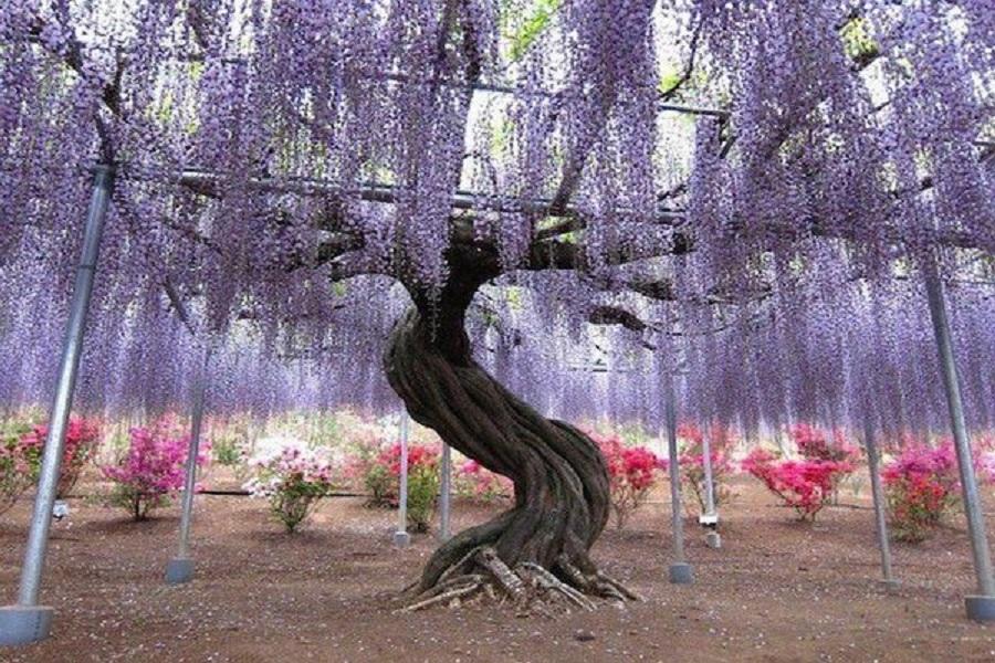 【九州藤花季】河內藤園、熊野神社、九重花公園、太宰府旅人、湯布院5日