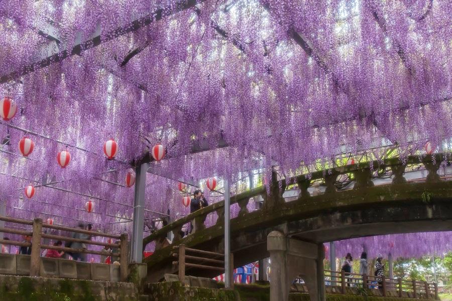 【九州藤花季】吉祥寺公園、熊野神社、九重花公園、別府纜車、湯布院5日