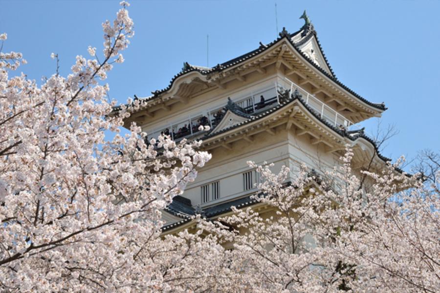 【愛上賞櫻花】百選賞櫻、彩虹樂園、小田原城、箱根、東京迪士尼5日