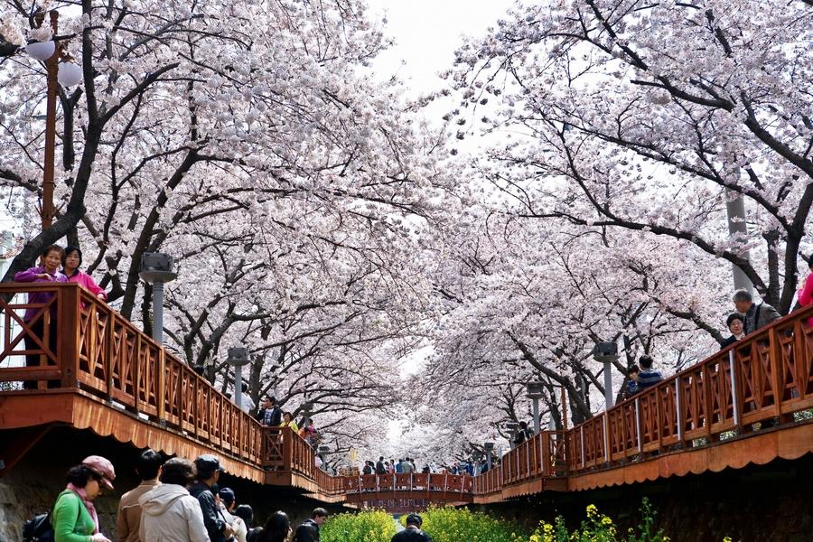花現釜慶櫻姿風采六天- 鎮海賞櫻花、佛國寺賞櫻花、鐵道自行車、大韓民國萬歲三胞胎最愛恐龍蛋、紅酒洞窟、韓風美食、珍珠雞龍蝦鮑魚海鮮聚寶盒、八色烤肉六日(含稅)