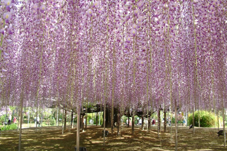 花之物語六日★粉蝶花.雙芝櫻祭.足利藤花.三大名園.輕井澤6日
