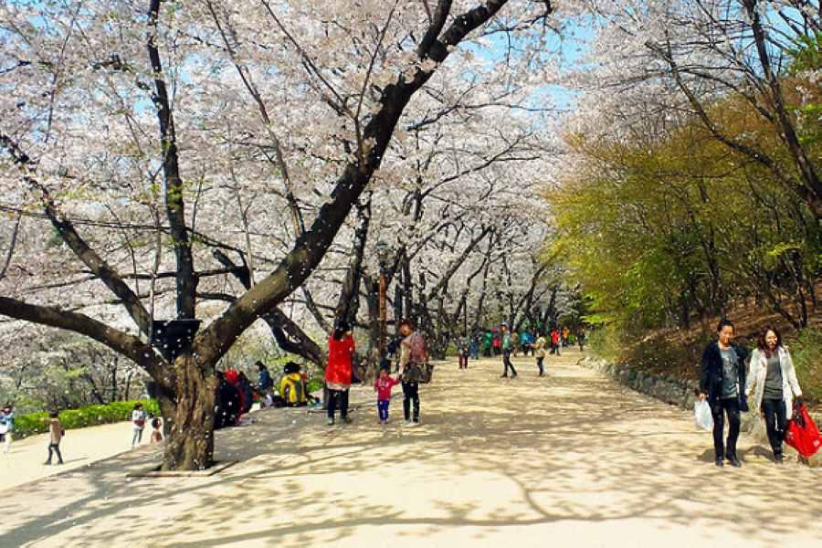 【不走人蔘】春趣韓國~水原華城、愛寶樂園、昌慶宮、廣藏市場、廚師秀5日