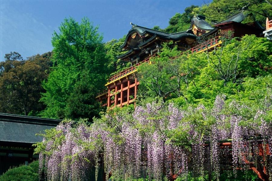 ★九州花樂園~嫣紅杜鵑.浪漫紫藤★大興善寺.祐徳稻荷神社.御船山.唐津城下紫藤瀑布.美雪公園紫藤步道.黑木大藤~長壽紫藤.秘窯之鄉~大川內山散策.蝴蝶夫人故居.柳川吟唱6日遊