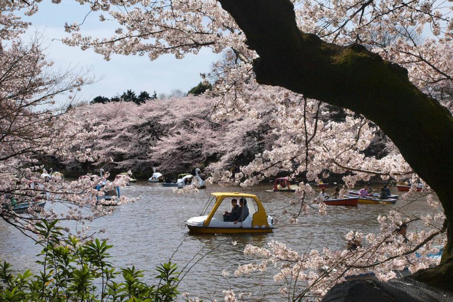 小資櫻之旅★百選賞櫻.台場.東京輕旅行5日