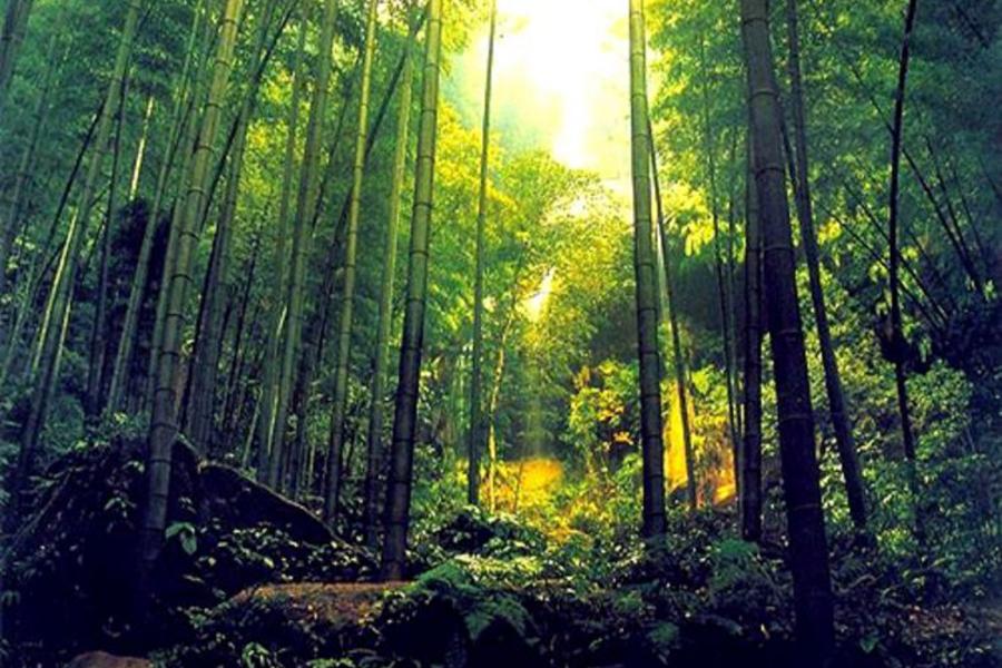 江南杭州西湖、中國大竹海-臥虎藏龍五天【早去晚回.獨家尊享安吉JW萬豪酒店】